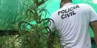 Agentes apreenderam 50 pés da droga em uma estufa | Foto: Polícia Civil / Divulgação / CP