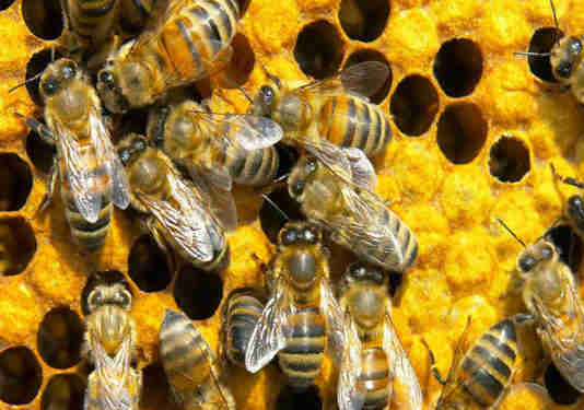 Colméia de abelhas - APICULTURA RS