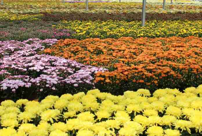 Mercado de flores do Brasil comemora chegada da primavera com previsão de 7% de crescimento
