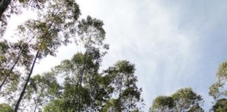 Ministério da Agricultura aprova Plano Nacional de Florestas Plantadas para fortalecer o segmento no Brasil