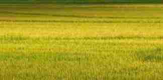 Segundo a Emater/RS-Ascar para safra 2019-2020,serão plantados 961.377 hectares de arroz no Estado, com redução de área de 2,03%