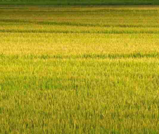 Segundo a Emater/RS-Ascar para safra 2019-2020,serão plantados 961.377 hectares de arroz no Estado, com redução de área de 2,03%