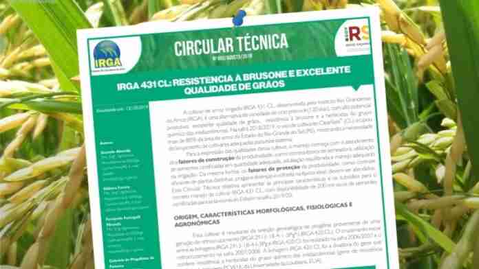 Enfoque é a cultivar IRGA 431 e a análise de sua resistência à brusone e a qualidade de grãos. - Foto: Raquel Flores/Irga