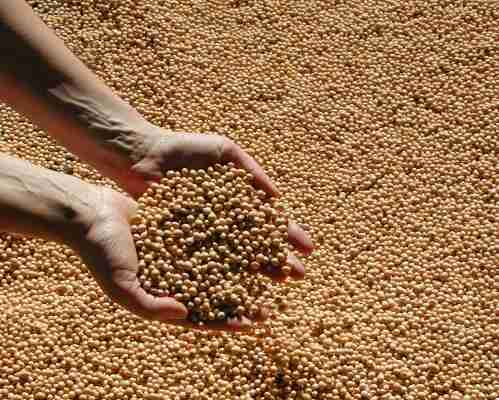 Informativo Conjuntural: Inicia plantio de soja no RS