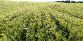 No levantamento semanal da Emater/RS-Ascar, o preço médio do trigo no Rio Grande do Sul foi de R$ 39,73/sc.