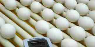 Palestras vão abordar diversos aspectos de sanidade e controle de qualidade na produção de ovos - Foto: Fernando Dias