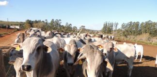 A partir de novembro, o rebanho de 9,2 milhões de bovinos e bubalinos do estado não será mais vacinado contra a doença