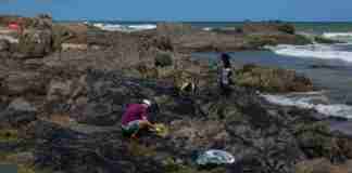 Voluntários fazem a limpeza do óleo no litoral da Bahia | Foto: Antonello Veneri/AFP/CP