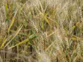 Boletim semanal da Emater aponta que o preço médio da saca de trigo (60kg) é de R$41,50/sc.