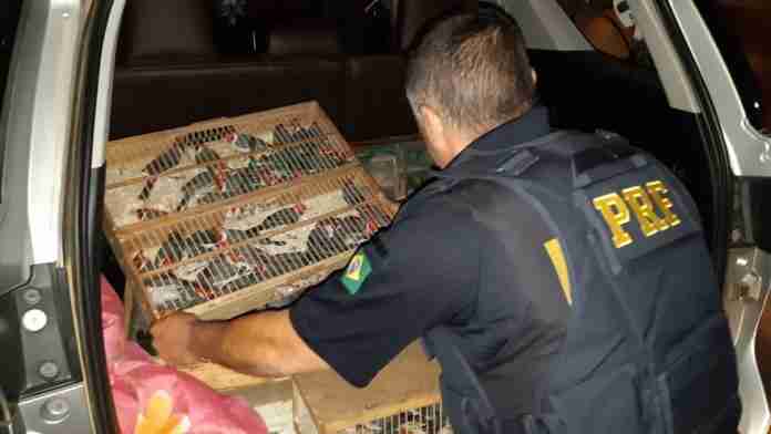Ação foi realizada na noite do dia 24 e encontrou 230 aves silvestres em caminhonete | Foto: Divulgação/PRF-RS