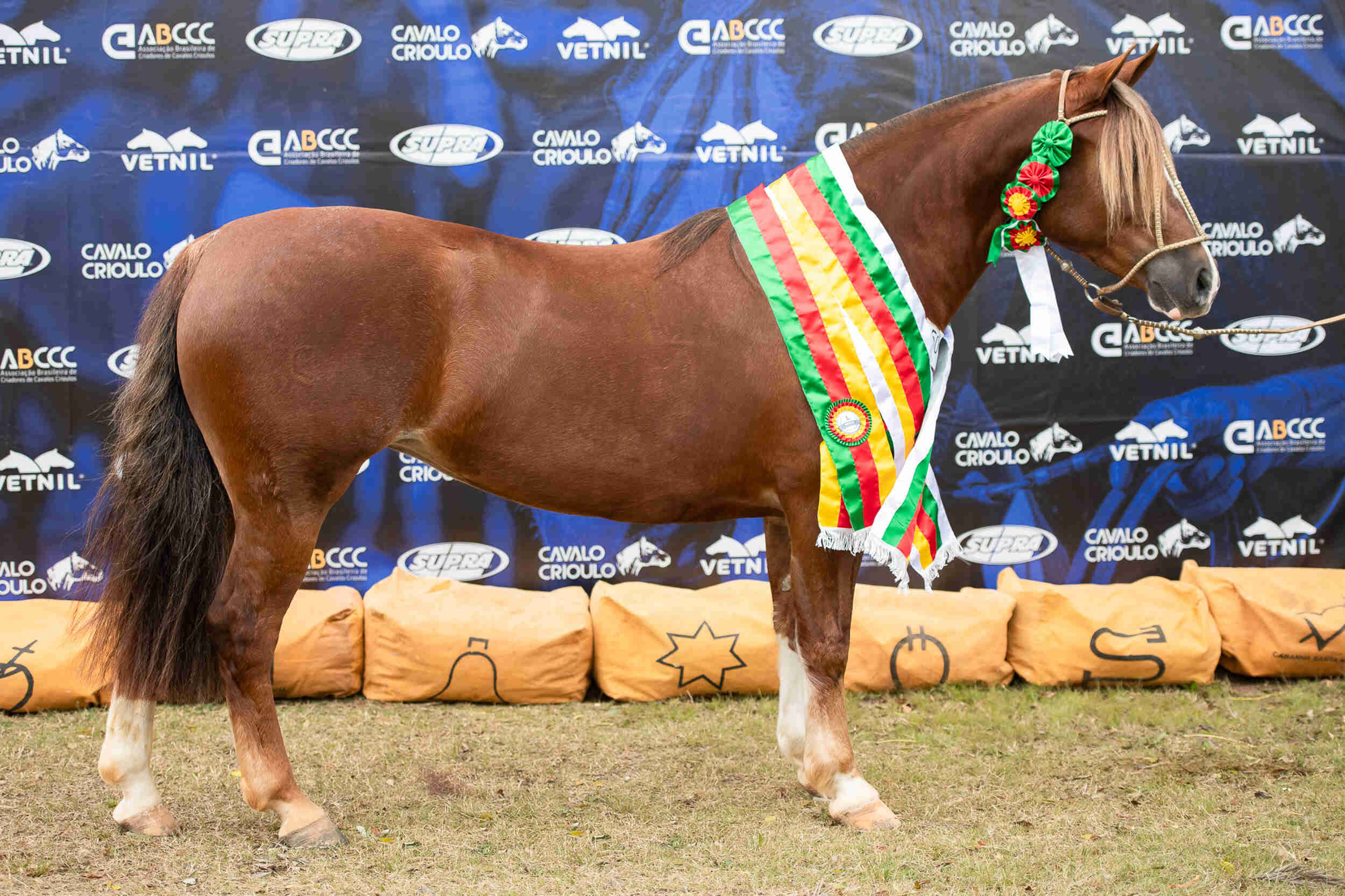 Em Busca do Cavalo Crioulo 