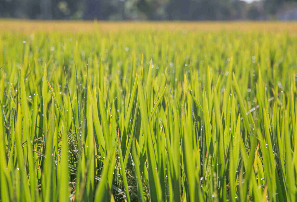 A imagem atual não possui texto alternativo. O nome do arquivo é: Arroz-Credito-Fagner-Almeida-Divulgacao.jpg