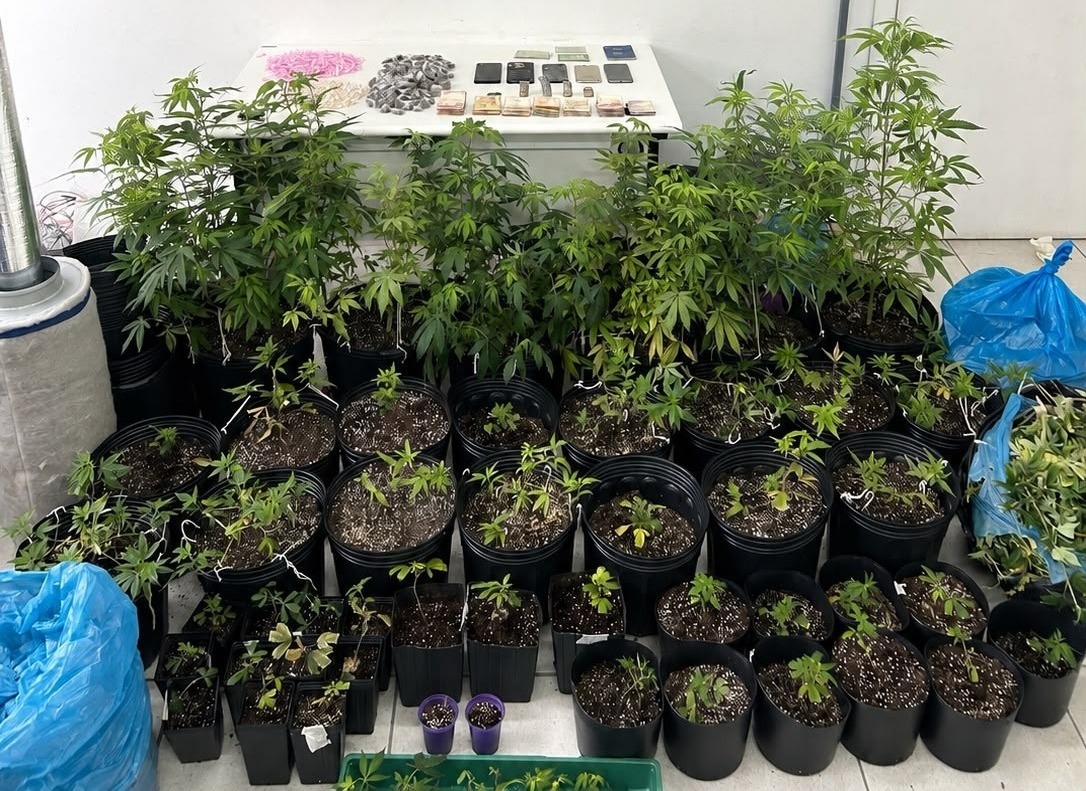 Guarnição do 20º BPM prende casal com 77 plantas de maconha em Porto Alegre - Foto: BM