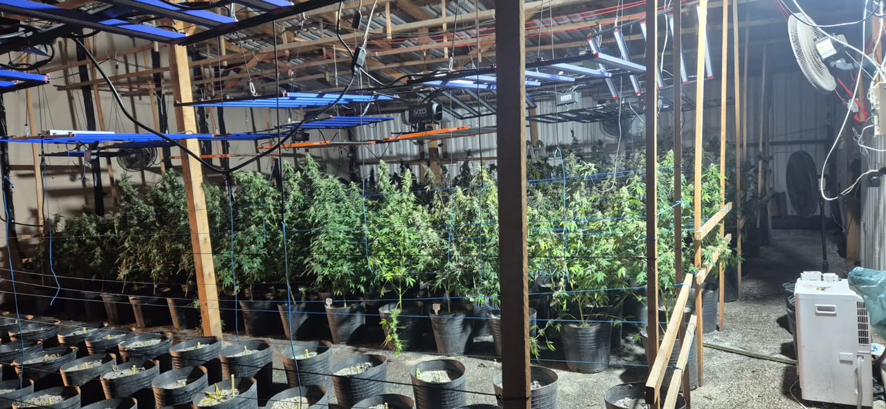Policiais da 2ª Cia do 5º BPM localizaram plantação de maconha em Triunfo - Foto: BM