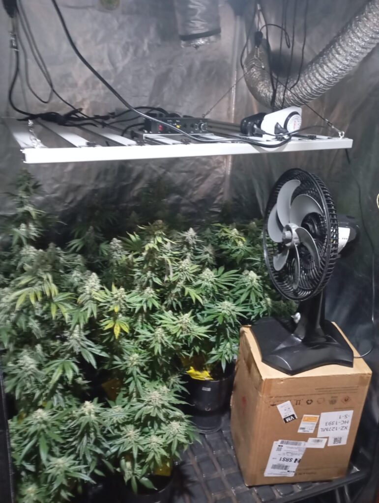 Estufa de maconha, na casa de suspeito preso em Viamão - Foto: BM 