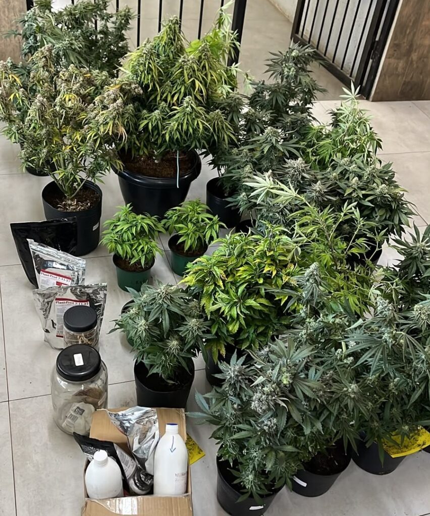 Ação do 18º BPM resulta em apreensão de maconha, em Viamão - Foto: BM 