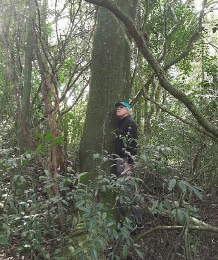 Timbaúva, Enterolobium contortisiliquum, com portes de 16 m de altura, indicadora de estágio avançado da Mata Atlântica - Foto: Paulo Brack / Reprodução
